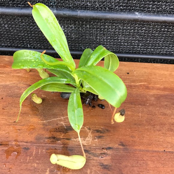 Nepenthes Ventricosa Pitcher Plant